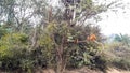 Monkey Climbed On A Tree Branch In A Forest Of India. Seasonal Fog.