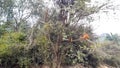 Monkey Climbed On A Tree Branch In A Forest Of India. Season Mist.