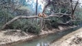 Monkey Climbed On A Tree Branch In A Forest Of India. Surrounding Mist.