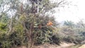 Monkey Climbed On A Tree Branch In A Forest Of India. Winter Seasonal.