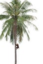 Monkey climbing coconut tree in Thailand