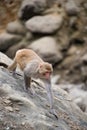 Monkey climbing down the hill Royalty Free Stock Photo