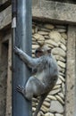 A monkey climbing down a metal pole and looking away Royalty Free Stock Photo