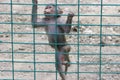 The monkey climbing a fence in the zoo