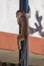 Monkey climbing on street light in Puerto Misahualli Ecuador Royalty Free Stock Photo