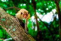monkey climbing tree in the jungle Royalty Free Stock Photo