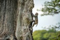 Monkey climbing tree