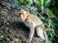 Monkey climbing tree in Thailand Royalty Free Stock Photo