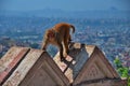 Monkey climbing the wall of Buddhist shrine above Kathmandu city Royalty Free Stock Photo