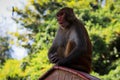 Monkey climbing the wall of Buddhist shrine above Kathmandu Royalty Free Stock Photo