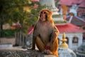Monkey climbing the wall of Buddhist shrine Royalty Free Stock Photo