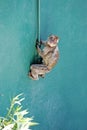 Monkey climbing wall in Gibraltar