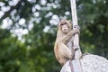 Monkey climbs the rocks