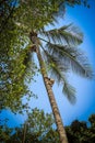 Monkey climbs on a tree to reap crop of cocoes