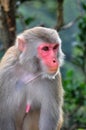 Monkey Close up Royalty Free Stock Photo