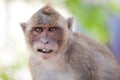 Monkey Close-Up Portrait Royalty Free Stock Photo