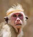 Monkey close-up portrait. Sri Lanka.