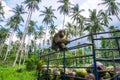 Monkey coconut gatherer sit on pickup truck Royalty Free Stock Photo