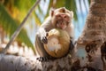Monkey with coconut in palm tree. Generative AI illustration Royalty Free Stock Photo