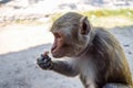 Monkey with collar with large ears eats food at zoo in the tropics Royalty Free Stock Photo