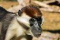 Monkey Collared Mangabey close-up. Royalty Free Stock Photo