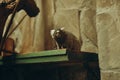 Monkey common marmoset sits on a wooden shelf