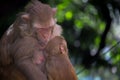 Portrati of a baby Rhesus Macaque Monkey in her mother arms so cute and adorable