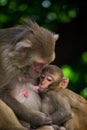 Portrait of a baby Rhesus Macaque Monkey in her mother arms so cute and adorable Royalty Free Stock Photo