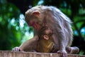 Portrait of a Rhesus Mother Monkey feeding its baby