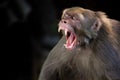 Portrait of The Rhesus Macaque Monkey with mouth wide open showing teeth