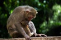 Portrait of a Rhesus Mother Monkey feeding its baby