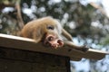 A monkey open its mouth while sleeping.