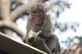 A hungry monkey eating a piece of bread.