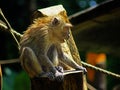 reaction of monkey when sitting on the wood