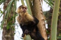 Monkey in Costa Rica Royalty Free Stock Photo