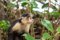 Monkey in Costa Rica Royalty Free Stock Photo
