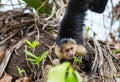 Monkey in Costa Rica Royalty Free Stock Photo