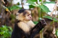 Monkey in Costa Rica Royalty Free Stock Photo