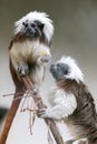 Monkey Cotton-top tamarin Saguinus oedipus Royalty Free Stock Photo