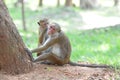 Monkey Couple Royalty Free Stock Photo