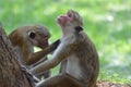 Monkey Couple Royalty Free Stock Photo