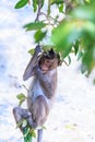Monkey (crab-eating macaque) Asia Thailand Royalty Free Stock Photo