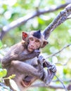Monkey (crab-eating macaque) Asia Thailand Royalty Free Stock Photo