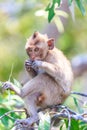 Monkey (crab-eating macaque) Asia Thailand Royalty Free Stock Photo