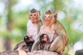 Monkey (Crab-eating macaque) breastfeeding baby