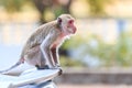 Monkey (Crab-eating macaque) climbing on car Royalty Free Stock Photo