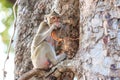 Monkey (Crab-eating macaque) eating fruit on tree Royalty Free Stock Photo