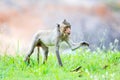 Monkey (Crab-eating macaque) on green grass Royalty Free Stock Photo