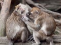 A monkey (crab eating macaque) grooming. Royalty Free Stock Photo