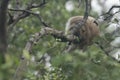 Monkey Crab-eating macaque sleeping on Aegiceras Cornicalatum tree in mangrove forest Royalty Free Stock Photo